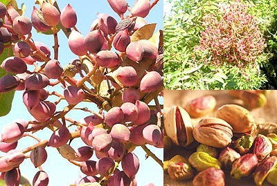Suriye: 61 bin ton Fıstık Üretim Rekoltesi Açıkladı