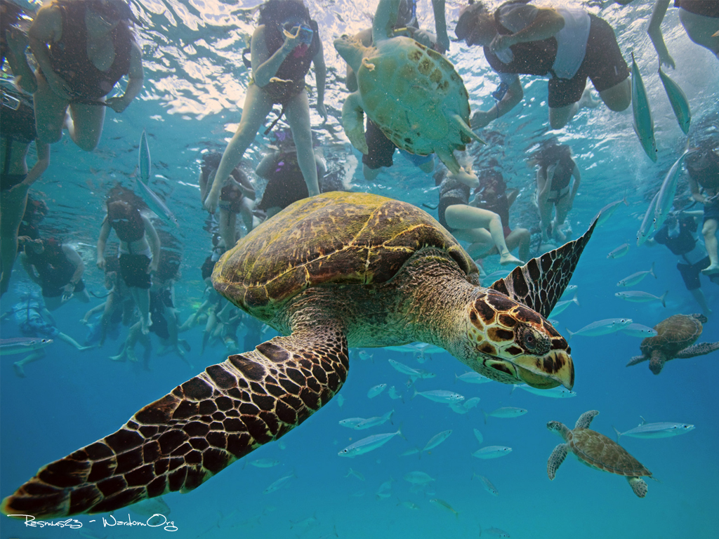 National Geographic En İyiler (Görsel Şölen)  Resimler, National Geographic'in resmi