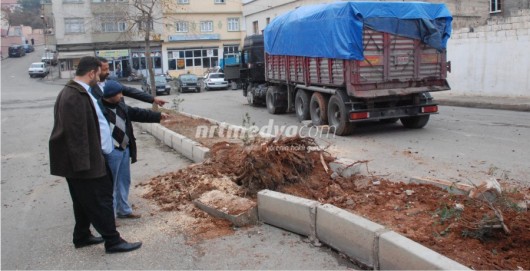Nizip\'te Freni Boşalan Tır Çam Ağacını Biçerek Durabildi