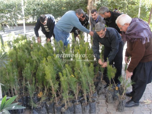 Nizip\\\'te Tüplü Çam Fidanı Dağıtıldı