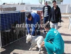Kısırlat, Aşılat,Yaşat