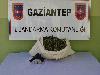 Nizip'te 5 kilo  ele geçirildi