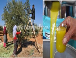 Tarladan Zeytinyağına Uzanan Yolculuk Tarladan Zeytinyağına Uzanan Yolculuk