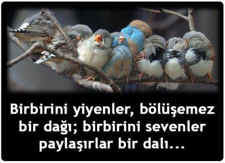 Bir Dalı Paylaşmak