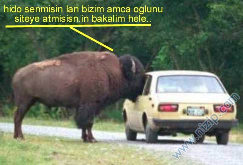 Nizip.com Hayvanı