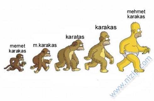 Nizipcom evrim teorisi