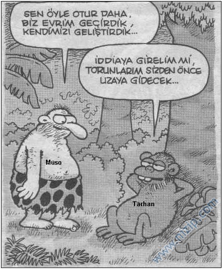 Nizipcom evrim teorisi