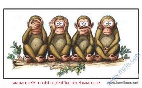 Nizipcom evrim teorisi