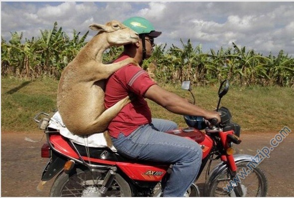 İlginç motosiklet görüntüleri(motosiklet taşımacılığı)