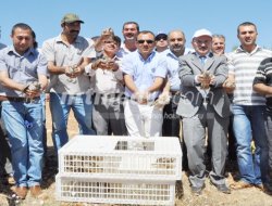 Nizip'te 600 Kınalı Keklik Doğaya Salındı