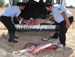 Nizip\'te 300 Kilo Bozuk Et İmha Edildi Nizip\'te 300 Kilo Bozuk Et İmha Edildi