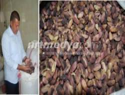 Fıstık Güldürecek