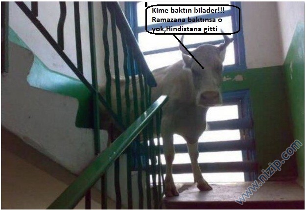 Her güne bir komiklik!.. :))