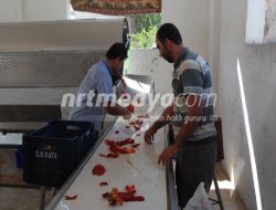 Nizip'te Salçalık Telaşı Nizip'te Salçalık Telaşı