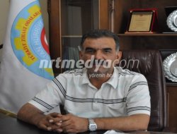 Fıstık Toplama İşlemi Başladı Fıstık Toplama İşlemi Başladı