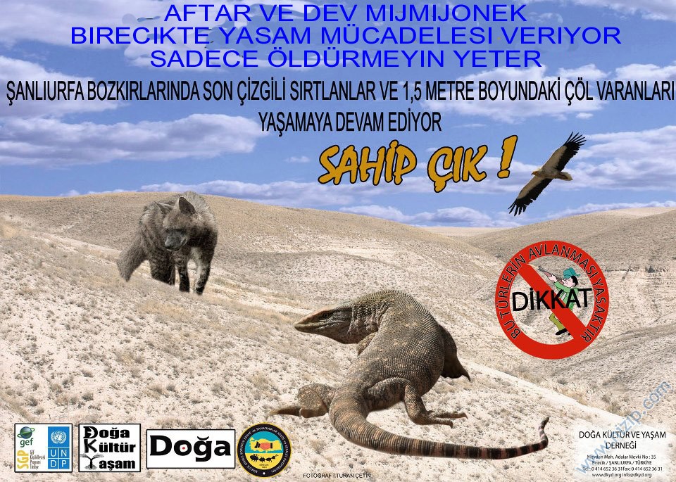 Nizip'de Bir Yallı Vuruldu