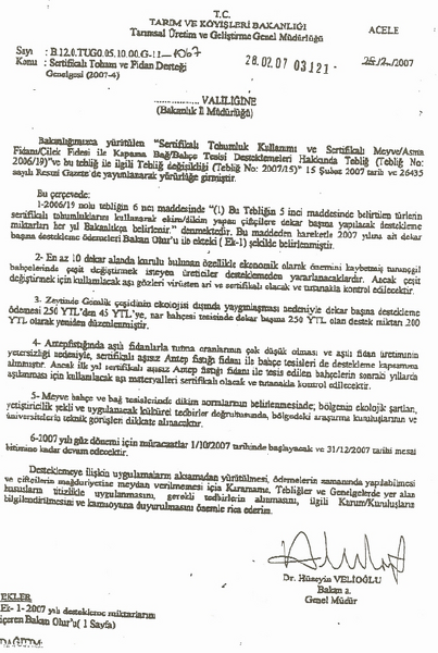 Zeytin Fidanı Desteklemesi 400 YTLye çıkacak