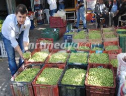 Zeytin Sezonu Başladı