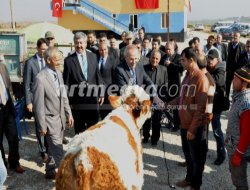 Karkamış\'ta Büyükbaş Hayvan Dağıtımı Karkamış\'ta Büyükbaş Hayvan Dağıtımı