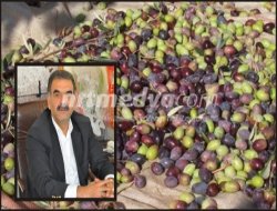 Zeytin Toplama Ücretleri Belirlendi