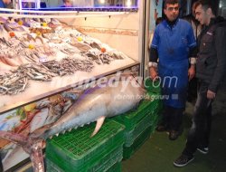 96 kiloluk orkinos görenleri hayrete düşürdü