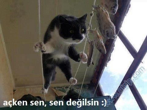 Her güne bir komiklik!.. :))