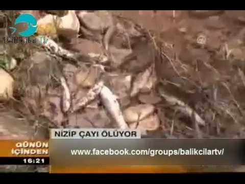 Video: Nizip Çayı Ölüyor (14.11.2012)