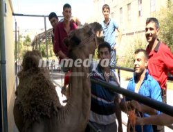 Nizip'te deve eti satışı