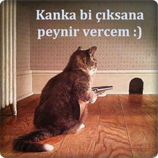 Her güne bir komiklik!.. :))