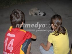 Kedi ve köpeğin dostluğu Kedi ve köpeğin dostluğu