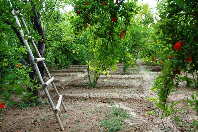 Mevsimde Nar Var