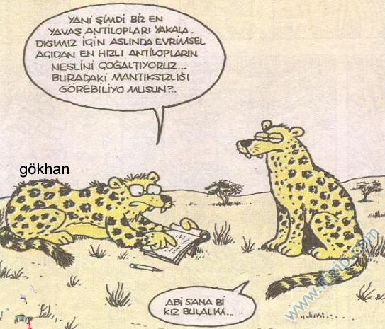 Nizipcom evrim teorisi