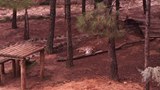 Nizip Tanıtım Videosu