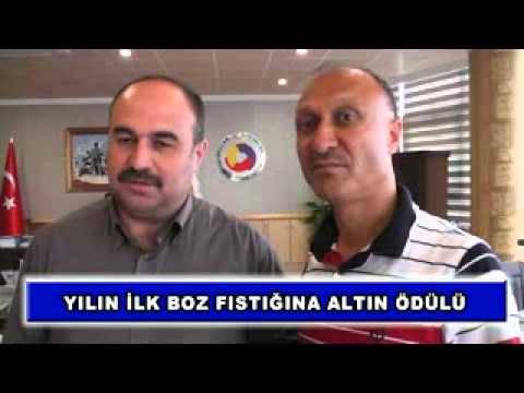 Yılın ilk boz fıstığına altın ödülü