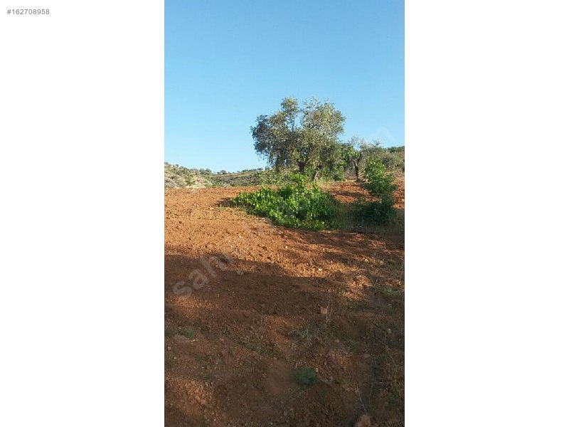 Sahibinden 18 dönüm satılık fıstıklık