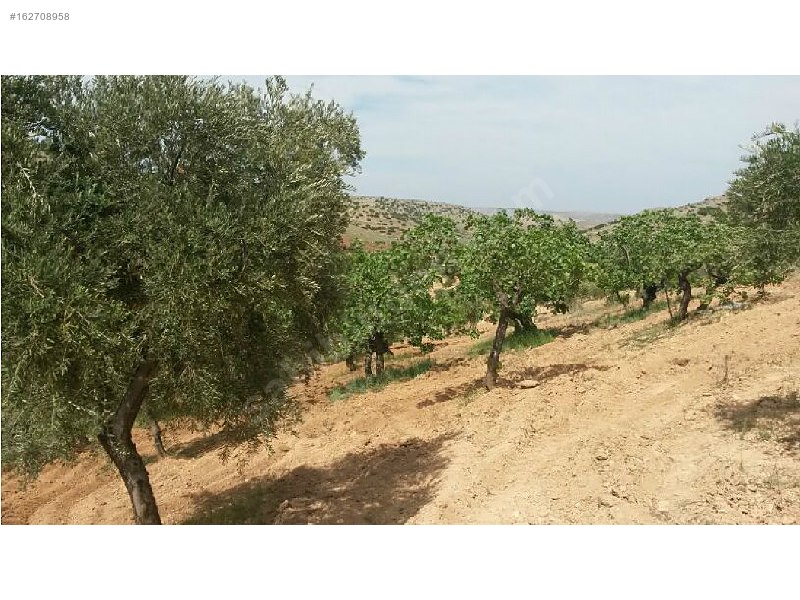 Sahibinden 18 dönüm satılık fıstıklık