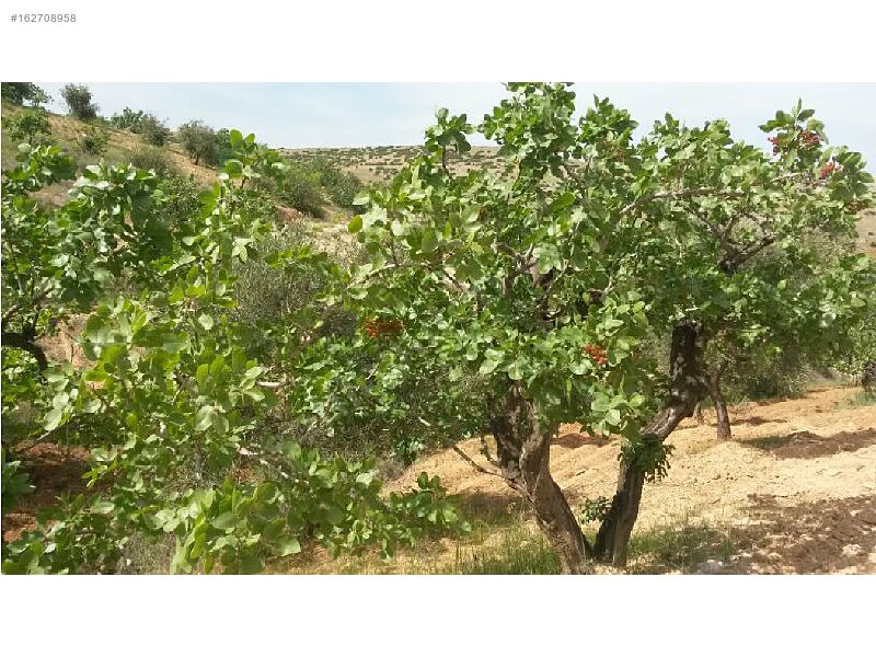 Sahibinden 18 dönüm satılık fıstıklık