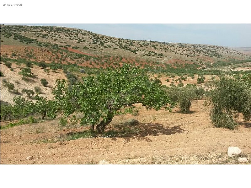 Sahibinden 18 dönüm satılık fıstıklık