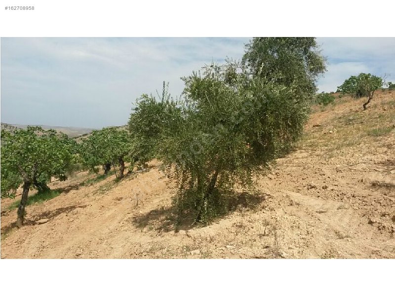 Sahibinden 18 dönüm satılık fıstıklık