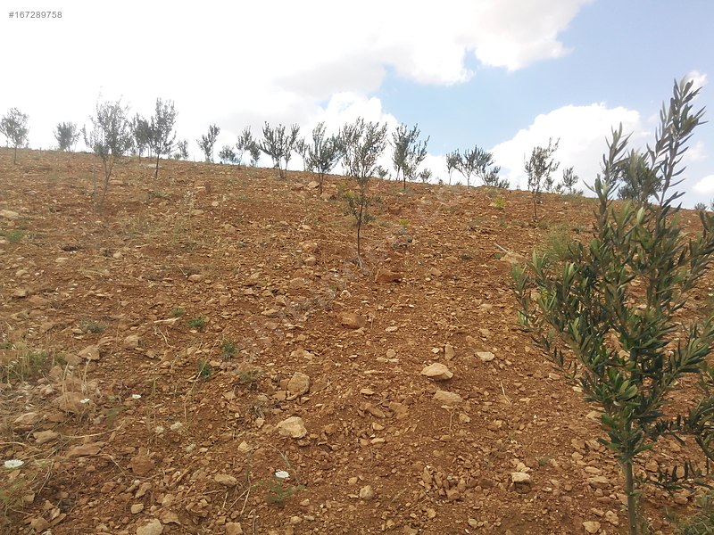Sahibinden Kocatepede BağEvlikYatırımlık Arazi