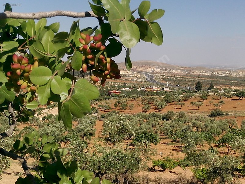 Sahibinden Kocatepede BağEvlikYatırımlık Arazi