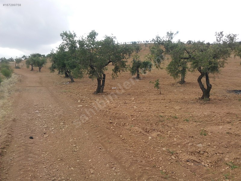 Sahibinden Kocatepede BağEvlikYatırımlık Arazi