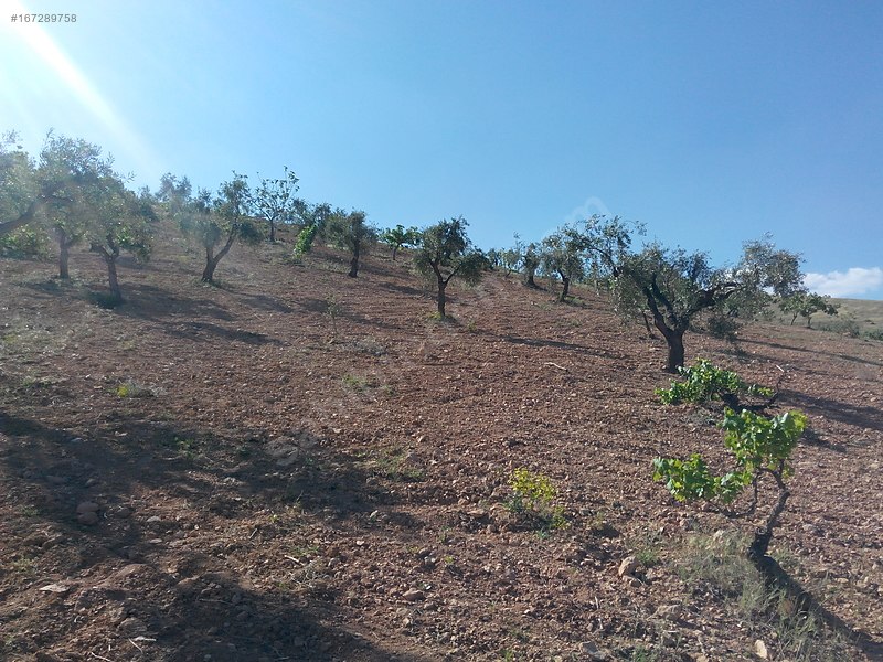 Sahibinden Kocatepede BağEvlikYatırımlık Arazi