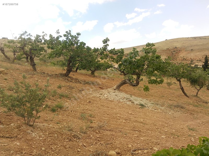 Sahibinden Kocatepede BağEvlikYatırımlık Arazi