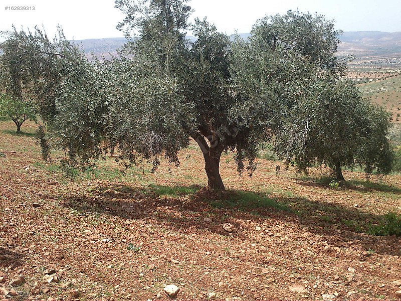 Sahibinden çok uygun fıstık zeytin bahcesi