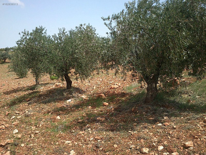 Sahibinden çok uygun fıstık zeytin bahcesi