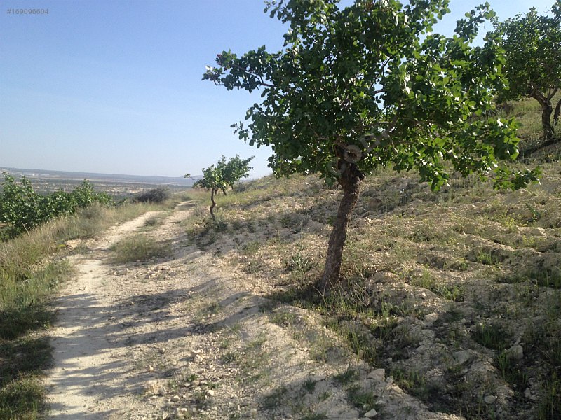 NİZİP MERKEZDE 12 dönüm yol üstü FISTIKLIK tamamı 130