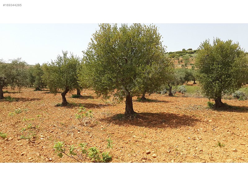 Bakımlı zeytinlik yolu var asvaltla arası 150 m2