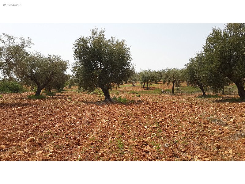 Bakımlı zeytinlik yolu var asvaltla arası 150 m2