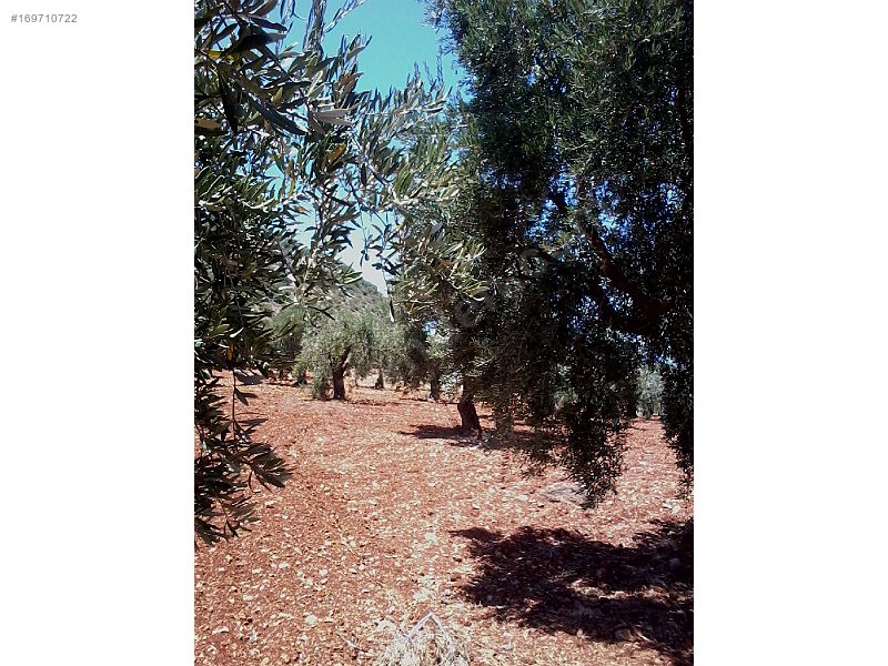 Sahibinden Nizip Tanır Köyü